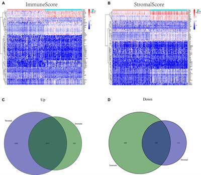 Role of CXCR4 as a Prognostic Biomarker Associated With the Tumor Immune Microenvironment in Gastric Cancer